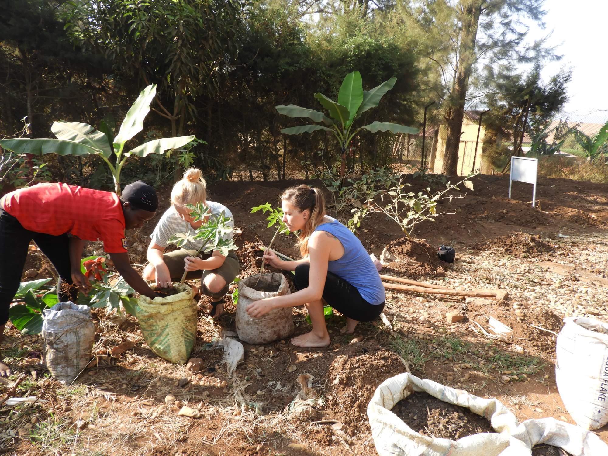 Planting Papayas